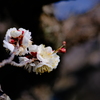 梅の今日