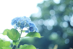 今年の紫陽花