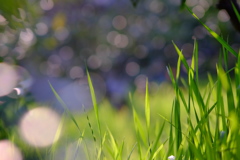 草