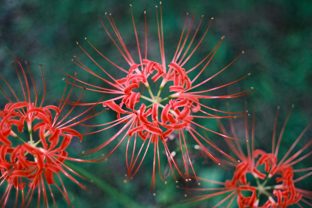 花火のような