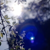 桜のFD50ｍｍ