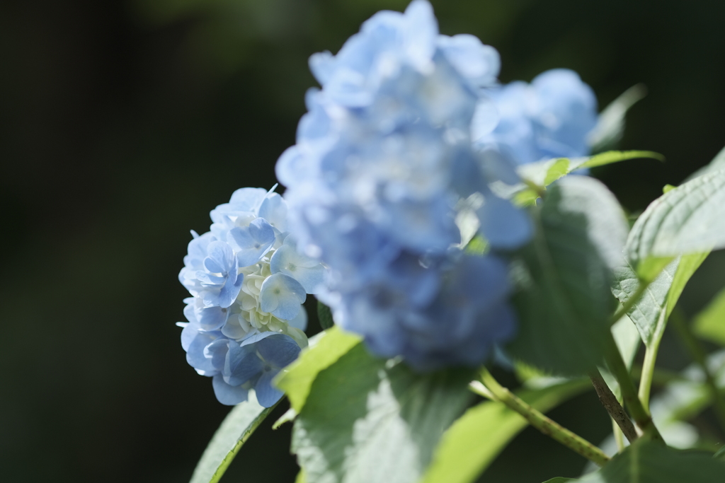 湯河原の紫陽花