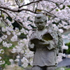 今年も桜の下で自習