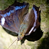 おチョウ