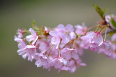 今の桜