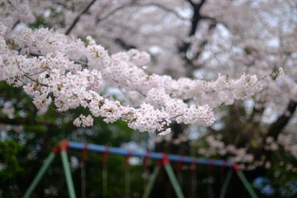 桜ぶらんこ