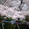 桜ぶらんこ