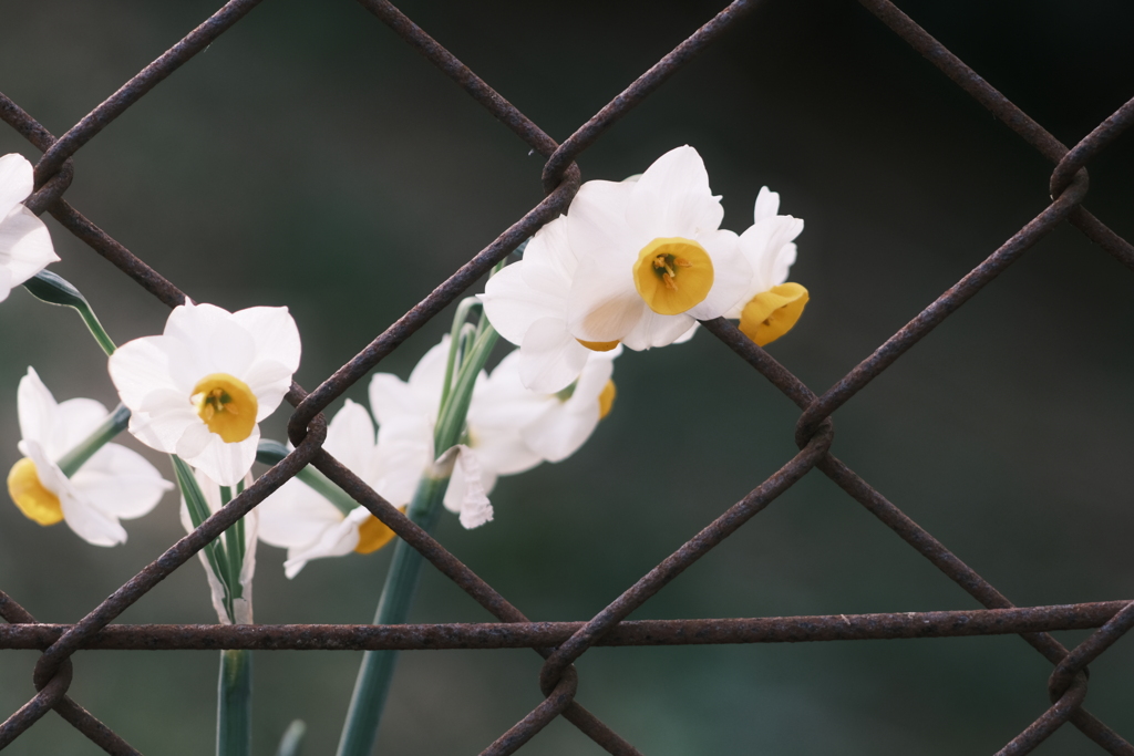 金網デスマッチ