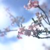 河津タクマー桜