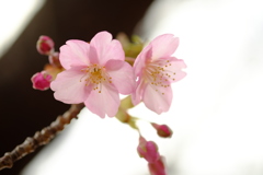 河津桜　咲きはじめ　湯河原