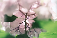 裏紫陽花