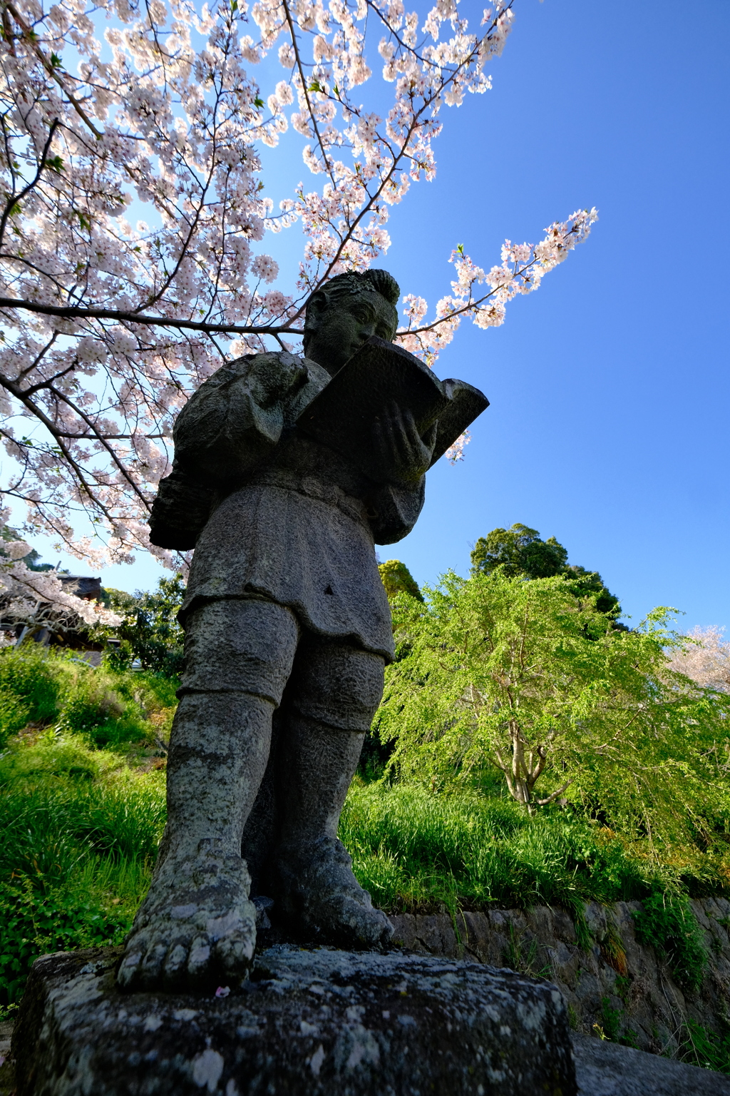 今年も桜の下で勉学に励む