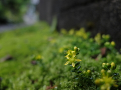 万年草と苔とブロック塀と