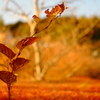 枯紅葉