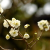 梅　小田原報徳二宮神社