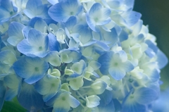紫陽花さん