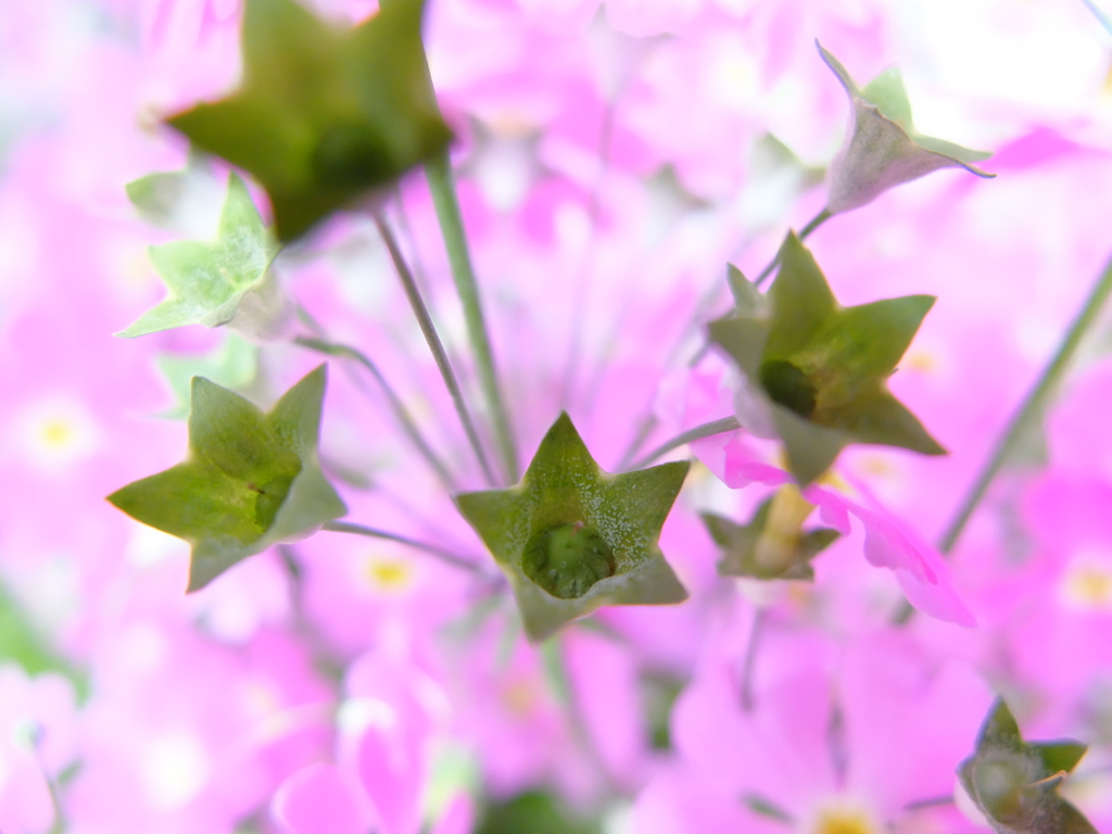 さくらそうが