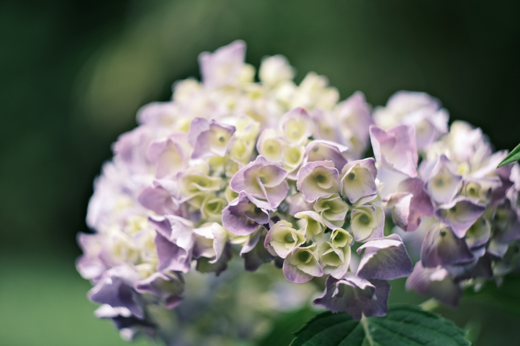 昨日の紫陽花