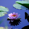 小田原　睡蓮