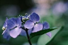 しばらく紫陽花