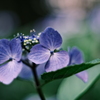 しばらく紫陽花