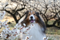 梅の花の香りがしてくるよ