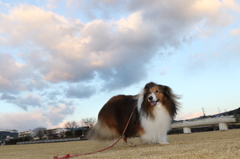 夕暮れ雲がきれいだよ♪