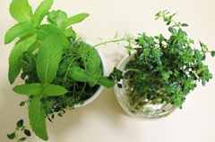 植物