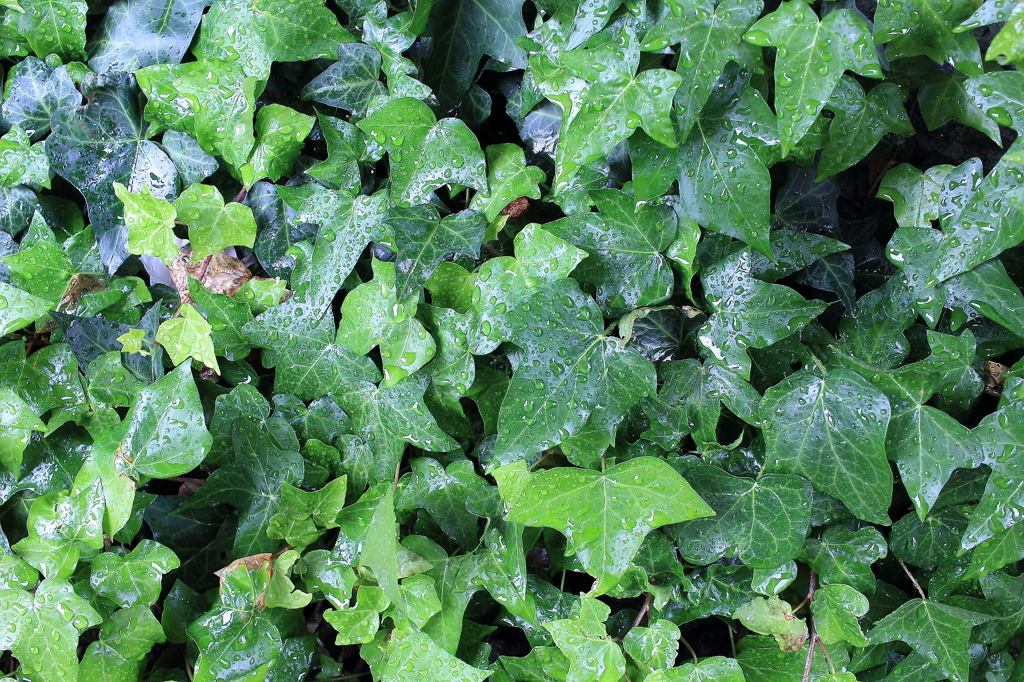 雨の緑