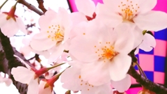 スマホ桜
