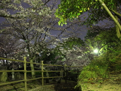 桜のある公園