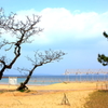 夏を待つ