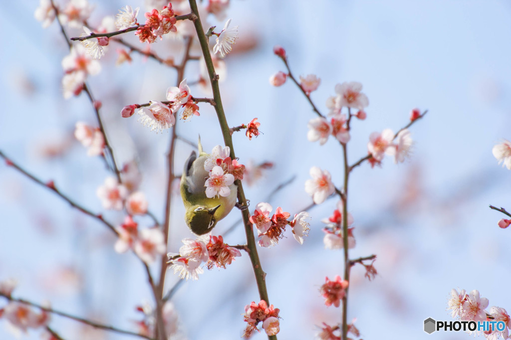 春日和