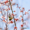 春日和