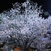 米軍基地前の桜