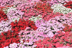 花の絨毯