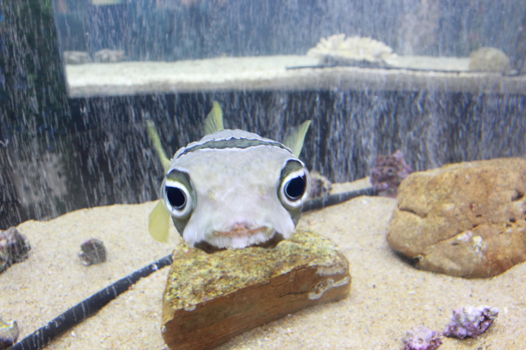 ちわ！