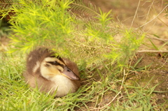 生まれたて