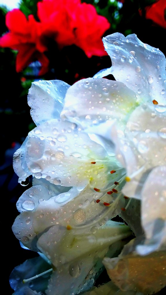 雨ツツジその3