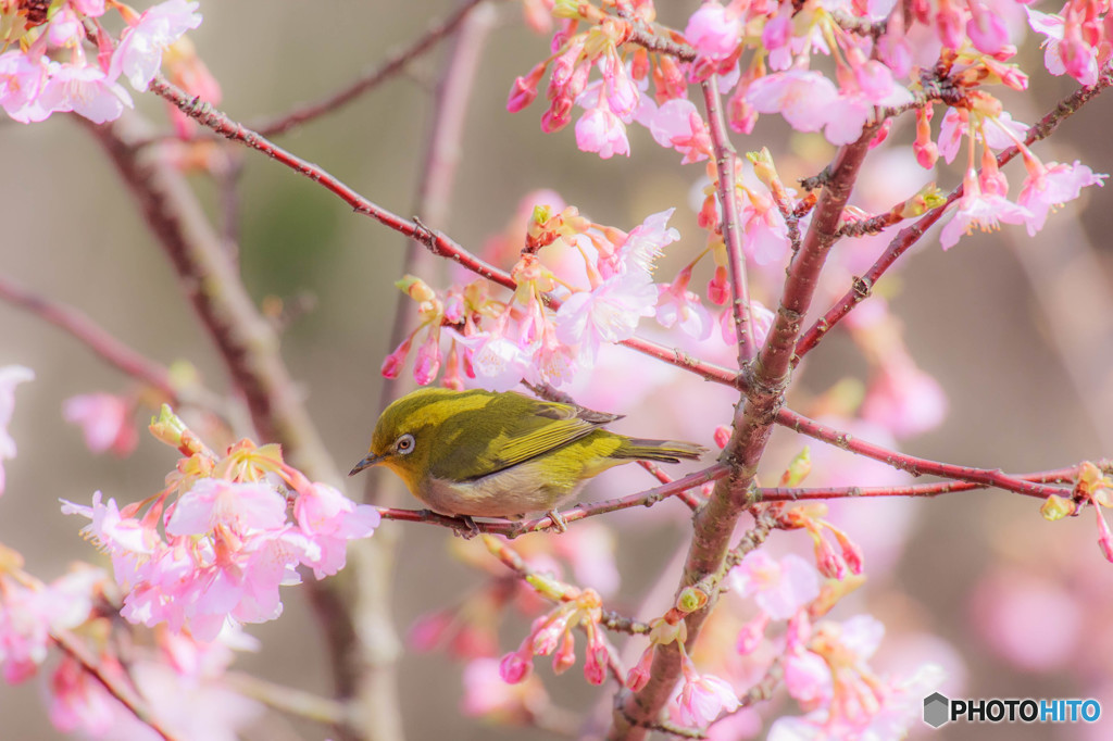 春の息吹