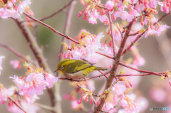 春の息吹