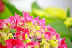 紫陽花