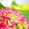 紫陽花