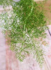 Foeniculum vulgare