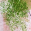 Foeniculum vulgare