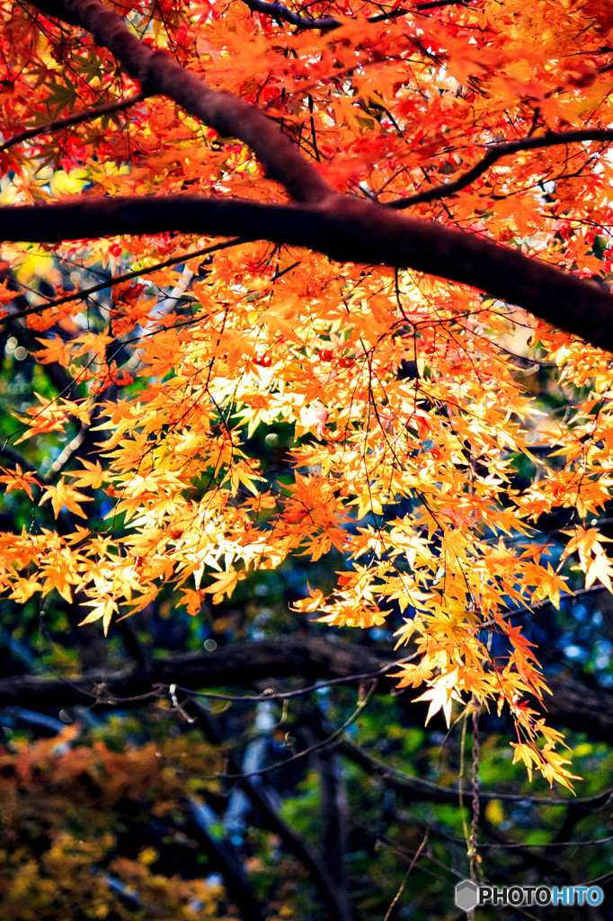 12月の紅葉