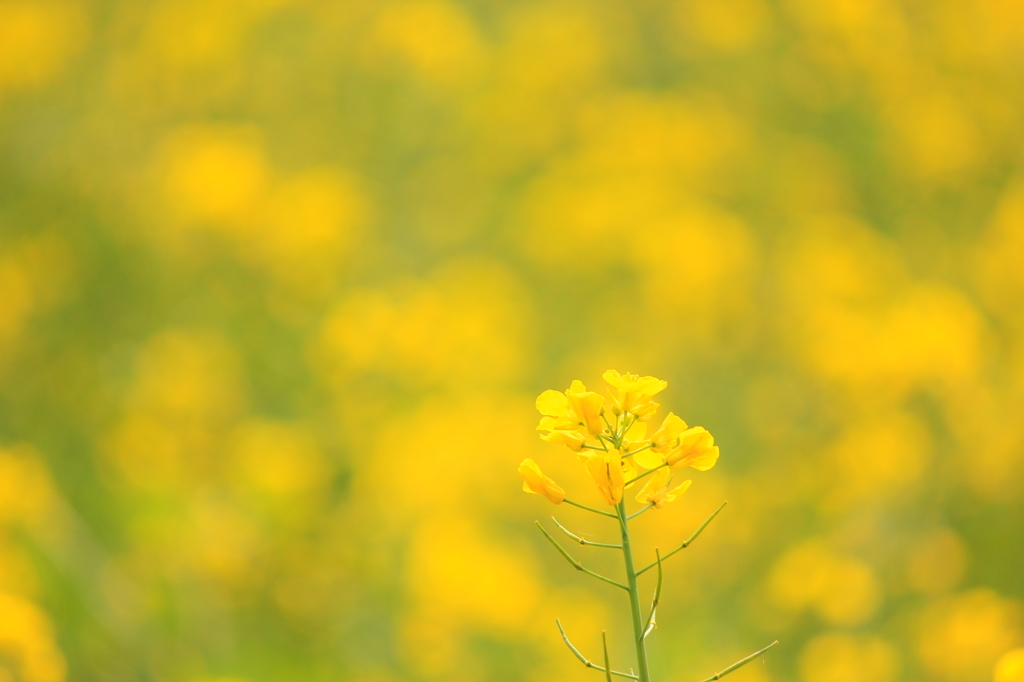 花一輪