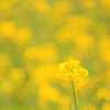 花一輪
