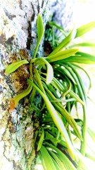 樹木から芽生える命