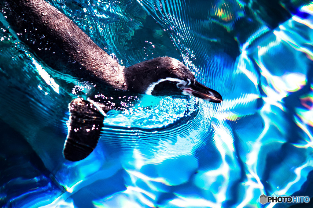 Swim